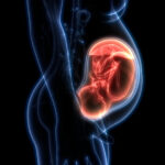 regenesis-mulher-e-gestacao-placenta