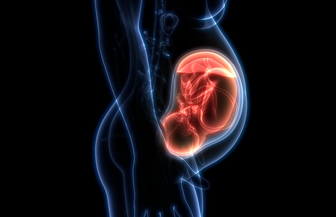 Placenta: conheça suas características e as principais alterações placentárias
 | Mulher e Gestação
